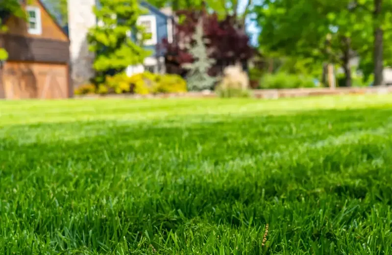 green-grass-lawn-care-southern-illinois-yard