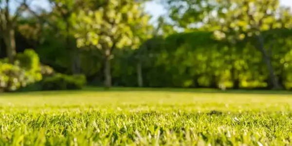 grass