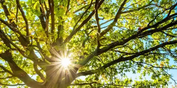 tree with sun